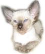 Siamkitten mit Stammbaum 1. DEKZV geb. 10. 06. 06 und 02. 07. 06
