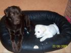 Hundebett Kunstleder von xs-XXXL