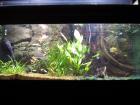 Verkaufe wegen Umzugs Komplettaquarium