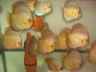 Parasitenfreie diskus abzugeben