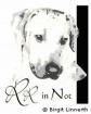 Ridgeback in Not. Wir helfen